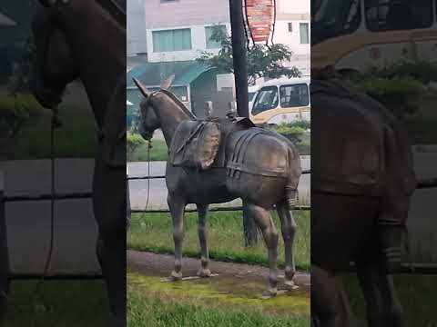 Ibatiba ES 🇧🇷 Terra dos tropeiros 🐎