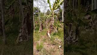 Download lagu Tempat syuting film Wiro sableng/kapak 212 Eretan Sukabumi Jawa Barat mp3 Download lagu Tempat syuting film Wiro sableng/kapak 212 Eretan Sukabumi Jawa Barat mp3