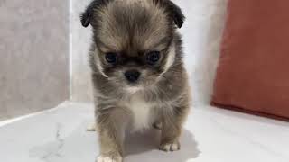 ハーフ犬の動画01