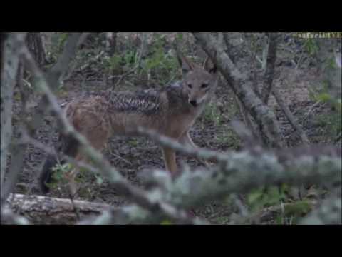 Safari Live : Black backed Jackal steals a meal from the lion's this afternoon Jan 07, 2017