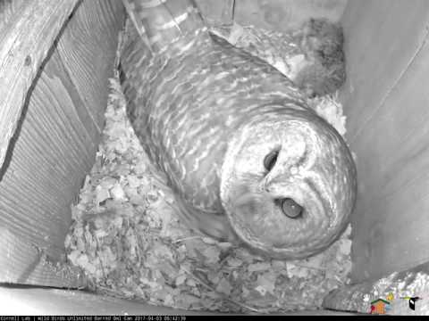 Female Barred Owls Brings in Rabbit and Settles on Eggs – Apr. 3, 2017
