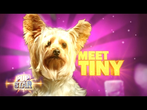 Meet Tiny | Pup Star | Disney Channel