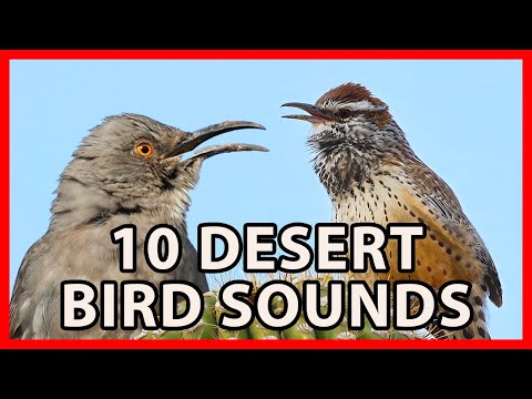 10 Arizona Bird Sounds, Desert Bird Calls