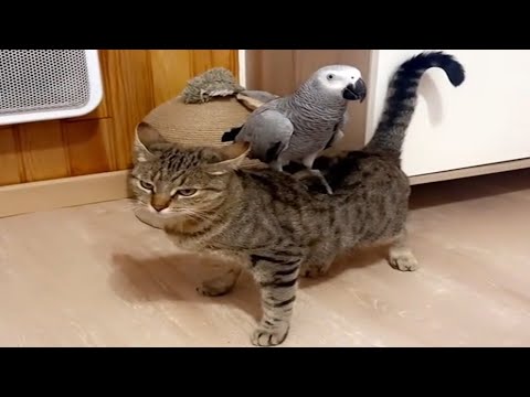 CATS: The Funniest and Most Unpredictable Animals