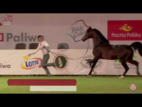 N 142 ERYKS   2020 PRIDE OF POLAND   42nd Arabian Horse National Show   7 Years Old and Older Stalli