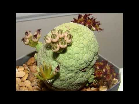 Most unusual plant in the world house plants