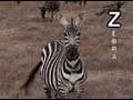Animal Alphabet Song