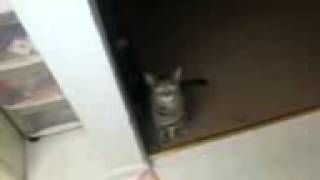 Funny guilty cat gives himself up