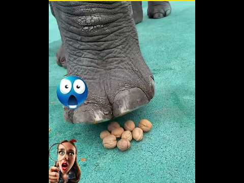 ☠️features of Elephant Feet!