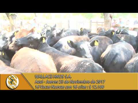 23-11-17 Venta de Vientres - Wallace Hnos. S.A. - Azul