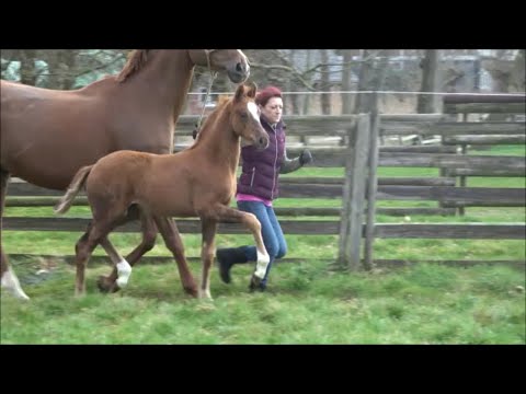 *2021 Stute von So Unique - Lauries Crusador xx