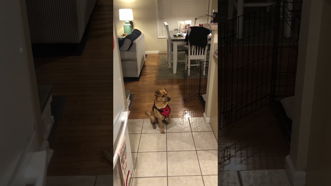 Enlarge Jack, a ADOPTABLE mixed breed in Wilmington, NC video 4/4