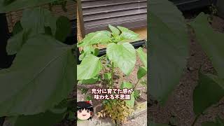 庭に畑を作ってみた【その41】 #shorts