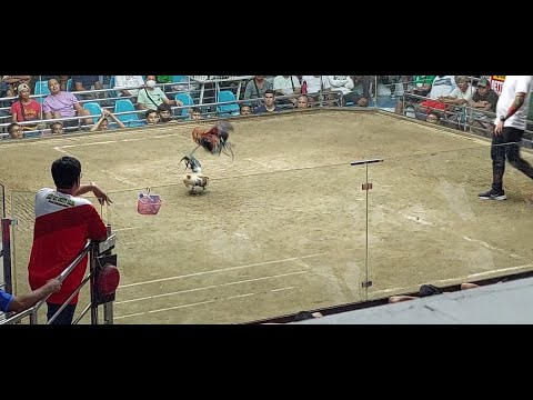 For the second time. Another superb performance. @Pasay Cockpit Arena, 4C Derby 01 June 2023.