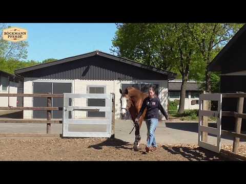 "Ogano Sitte", v. Darco x Avontuur, geb. 1998