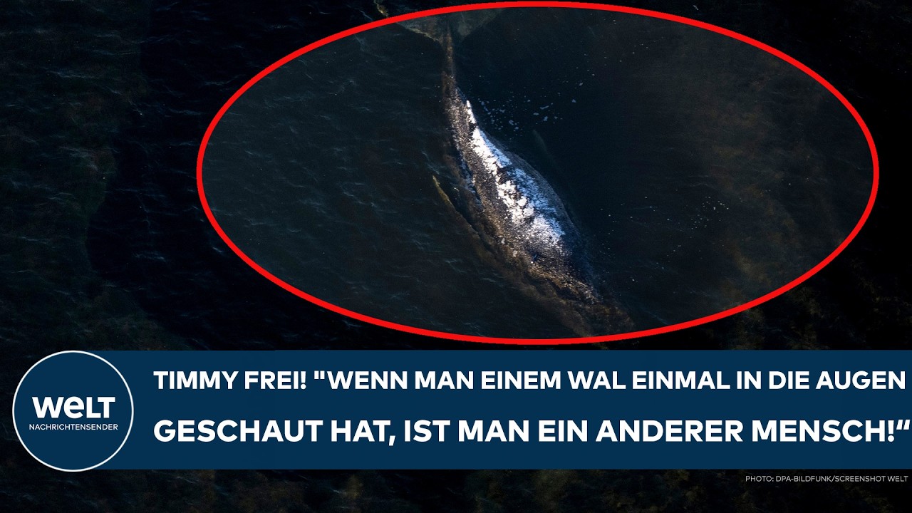 TIMMY IST FREI: "Wenn man einem Wal einmal in die Augen geschaut hat, ist man ein anderer Mensch!“