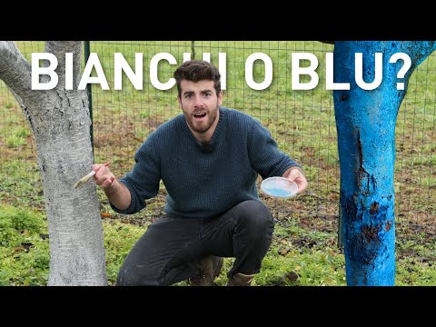 TRATTAMENTI al TRONCO, spennellare CALCE o RAME