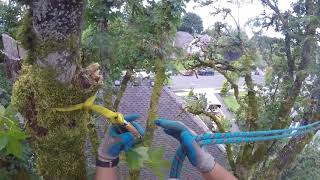 Unhealthy Maple Tree with hornets