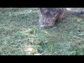 Кот ловит мышь 