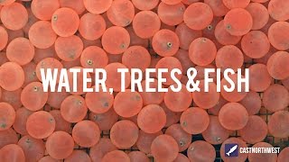 Incredible Wild Steelhead and Where They Live | Cast Northwest | Episode 2