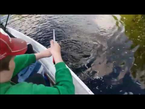 Pienen hauen kalastusta joella!