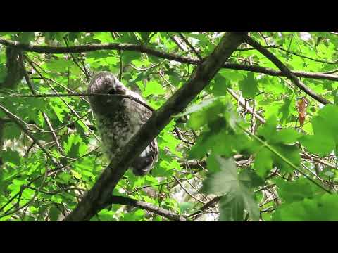 Owlet # 1 (fledged) at Jericho June 2024