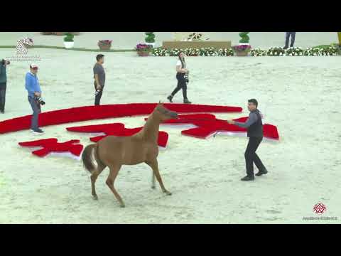 N 25 AJ AL BRRAQAH 3   Sharjah Arabian Horse Festival 2020   Yearling Fillies Class 1B