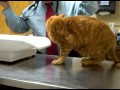 Butterscotch The Cat Hisses At Vet
