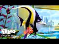 Finding Nemo Training With Gill Let S Play