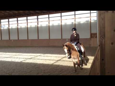 Dressage Pony, Canter Right