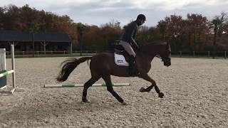 Championnat des 4 ans : le hold up de Jessica Michel, l'élevage Massa en embuscade