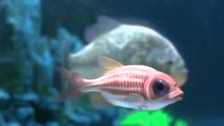 The Chemical Brothers   The Salmon Dance Explict