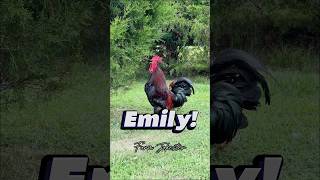 Download lagu Emily!, Oh Emily!, Emily! #emily #rooster #chickens #comedy #geese #goose #nameyellingchicken mp3 Download lagu Emily!, Oh Emily!, Emily! #emily #rooster #chickens #comedy #geese #goose #nameyellingchicken mp3