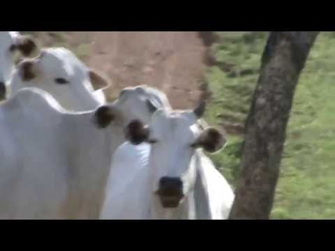 Fazenda "Filé de Árvore". João Couto Teixeira - Mestre Polêmico. Alexânia, Goiás - GO, Brasil. 26
