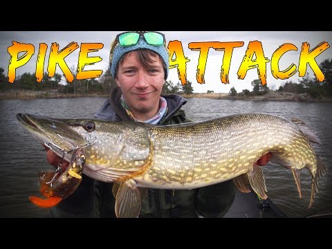 BRUTAL PIKE ATTACKS in SHALLOW WATER | Team Galant