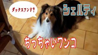 【シェルティ】ちっちゃいワンコ【フランス田舎暮らし🇫🇷】#犬の散歩 #賢い犬 #犬のいる暮らし #マイペースな犬
