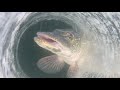 Video Thumbnail for Kids reel in ***Huge Pike*** Pt 2