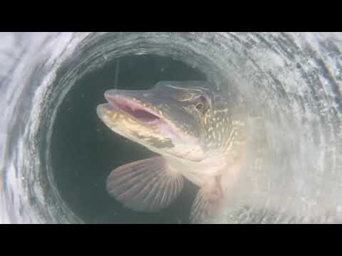 Video Thumbnail for Kids reel in ***Huge Pike*** Pt 2