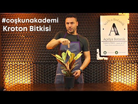 , title : '#CoşkunAkademi | Kraton (Codiaeum variegatum) Bakımı Nasıl Yapılır? | Saksı değiştirmek gerekir mi?'