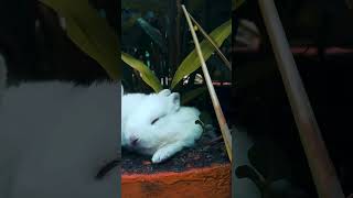 Download lagu ஹே மரிக்கொழுந்து||ye marikolunthu||Illayaraja||UmaRamanan||Chithra #trendingshorts #viral #tamil mp3