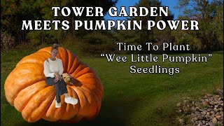 Starting Pumpkins in a Tower Garden: Planting "Wee Little Seedlings Today" #garden #farming