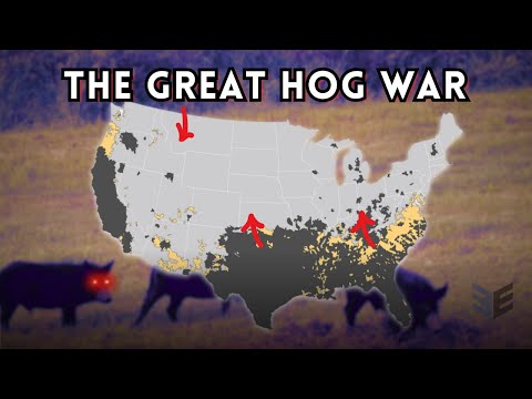 America vs. Super Pigs (And We're Losing)