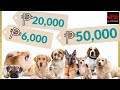 PRICE LIST | TOP 10 DOG BREEDS in the Philippines