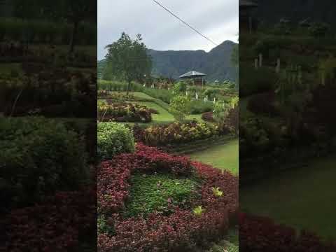 PARADISE #shorts #flowers #garden