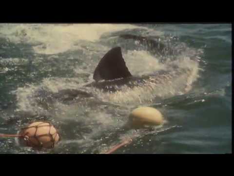 The Amazing Great White Shark | Greatest Predator on Earth!