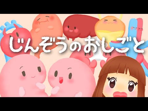 じんぞうのおしごと