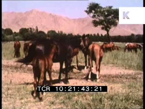 1970s Iran, Rural Lifestyles, Vet, Horses, 35mm Archive Footage