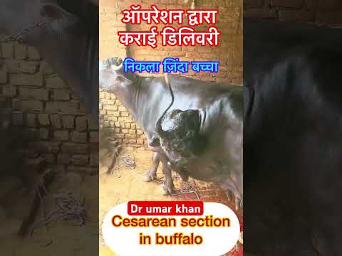 Cesarean section in buffalo l dr Umar khan