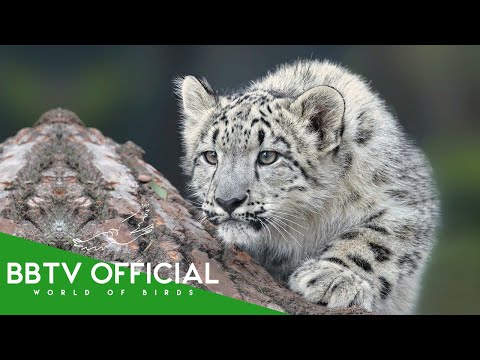 Siberia | Where Ice Shapes Life Itself | BBTV Official