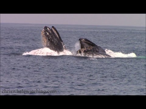 9.2.21 Humpback Whales